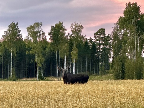 Anneli Gustafsson